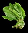 Choy Sum 1