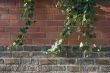 Old brick wall with convolvulus.