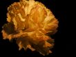 Carnation