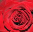 Red Rose