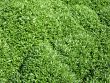 Grass texture