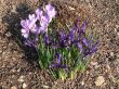 Spring flowers