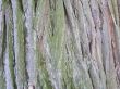 Tree crust