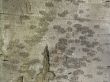 Tree crust