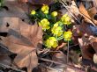 Spring flowers