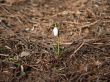 Spring flower