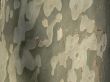 Tree crust