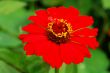 exalted red flower