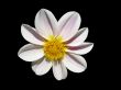 Pink Flower