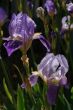excellent Iris flower