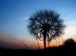 unusual view of dandelion