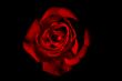 red rose