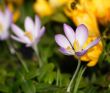 crocus