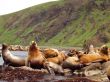 Sea animals in game reserve on island Moneron