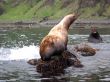 Sea animals in game reserve on island Moneron.