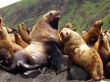 Sea animals in game reserve on island Moneron.