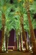 Night view - palm trees