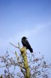Crow in a tree