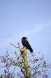 Crow in a tree