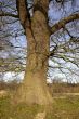 Oak tree trunk