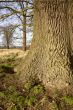 Oak tree trunk