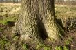 Oak tree trunk