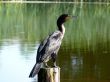 Double crested Cormorant