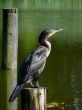 Double-crested Cormorant