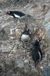 Three Gentoo penguins, nesting on rock ledges