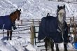 Pair of horses with blankets