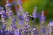 Bumblebee collecting pollen from lavender