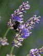 Bumblebee collecting pollen from lavender