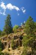 Ponderosa Pine and modern house