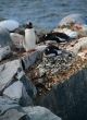 Three Gentoo penguins, nesting on rock ledges