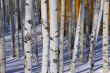 Winter: bare aspens