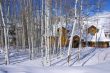 Winter: bare aspens