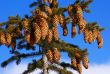 Fir tree with cones