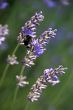 Bumblebee collecting pollen from lavender