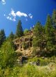 Ponderosa Pine and modern house