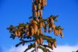 Fir tree with cones