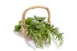 Aromatic Herbs