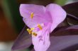 Close up of a pink flower