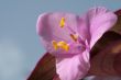 Close up of a pink flower