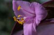 Close up of a  pink flower