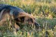 Germany Sheep-dog laying in the green grass