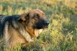 Germany Sheep-dog laying in the green grass