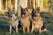 Tree Germany shepherds sitting on a grass in a wood
