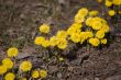 coltsfoot