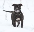 Female pitbull in snow