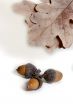Acorn isolated